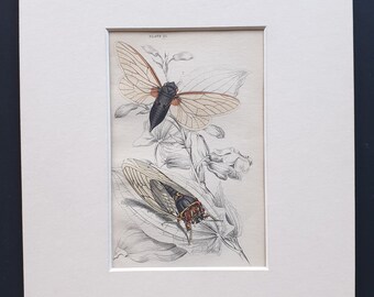 Cicadas (Cicada plebeia, Cicada septendecim) - Original c1860 hand coloured insect print in mount