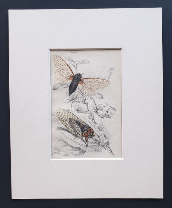 Cicadas (Cicada plebeia, Cicada septendecim) - Original c1860 hand coloured insect print in mount