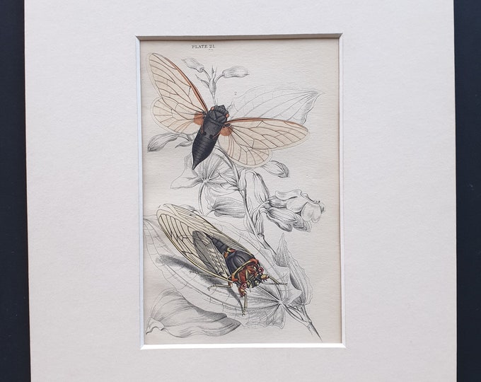 Cicadas (Cicada plebeia, Cicada septendecim) - Original c1860 hand coloured insect print in mount