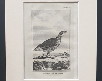 The Guernsey Partridge - Original 1812 Buffon print in mount (44)