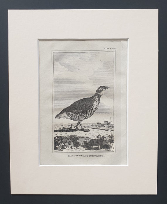 The Guernsey Partridge - Original 1812 Buffon print in mount (44)