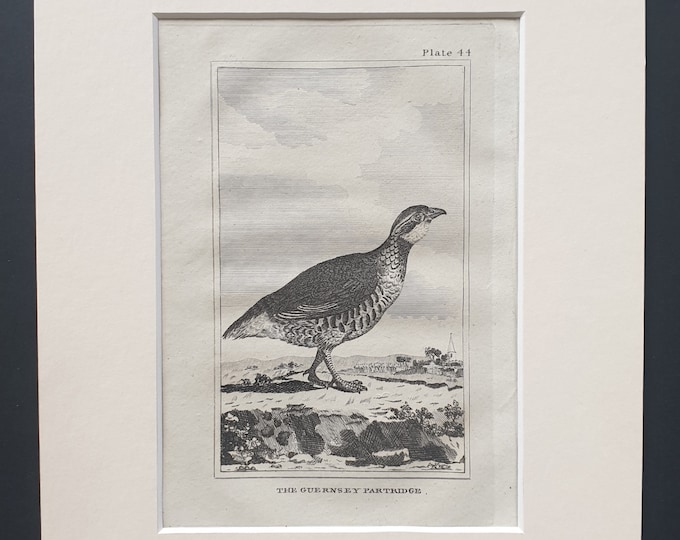 The Guernsey Partridge - Original 1812 Buffon print in mount (44)