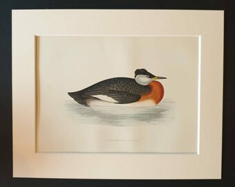 Red Necked Grebe - Original 1891 hand coloured bird print in mount