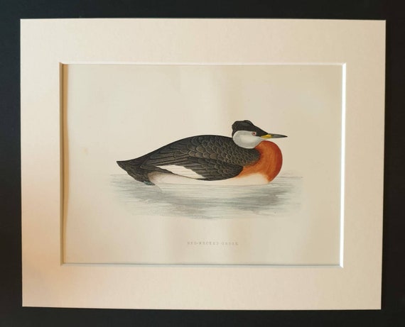 Original 1891 hand coloured bird print in mount - Red Necked Grebe