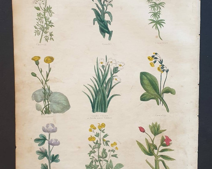 Original hand coloured 1850 Nicholas Culpeper herbal print - Plate 5