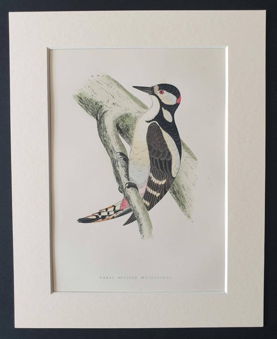 Original 1891 hand coloured bird print in mount - Great Spotted Woodpecker