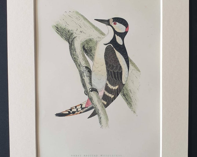 Original 1891 hand coloured bird print in mount - Great Spotted Woodpecker