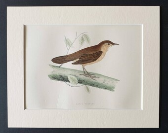 Savi's Warbler - Original 1891 hand coloured bird print in mount