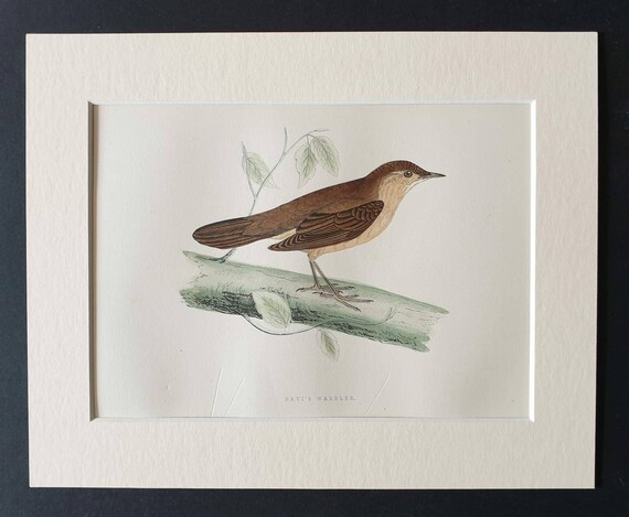 Original 1891 hand coloured bird print in mount - Savi's Warbler