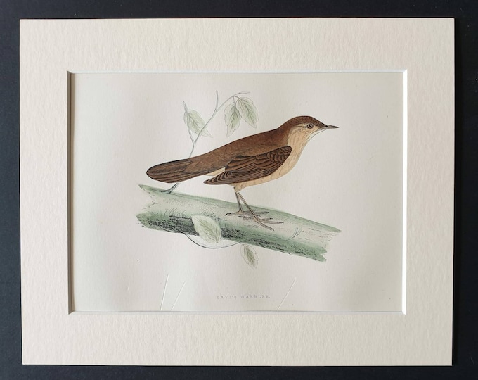 Original 1891 hand coloured bird print in mount - Savi's Warbler