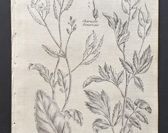 Charlock and White Mustard - Original 1802 Culpeper engraving (102)