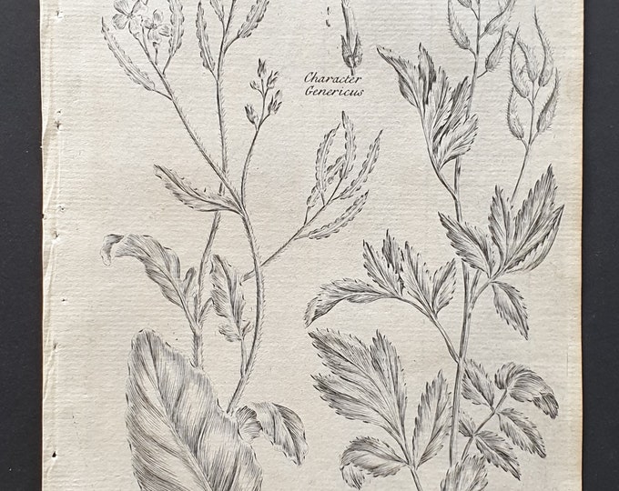 Charlock and White Mustard - Original 1802 Culpeper engraving (102)