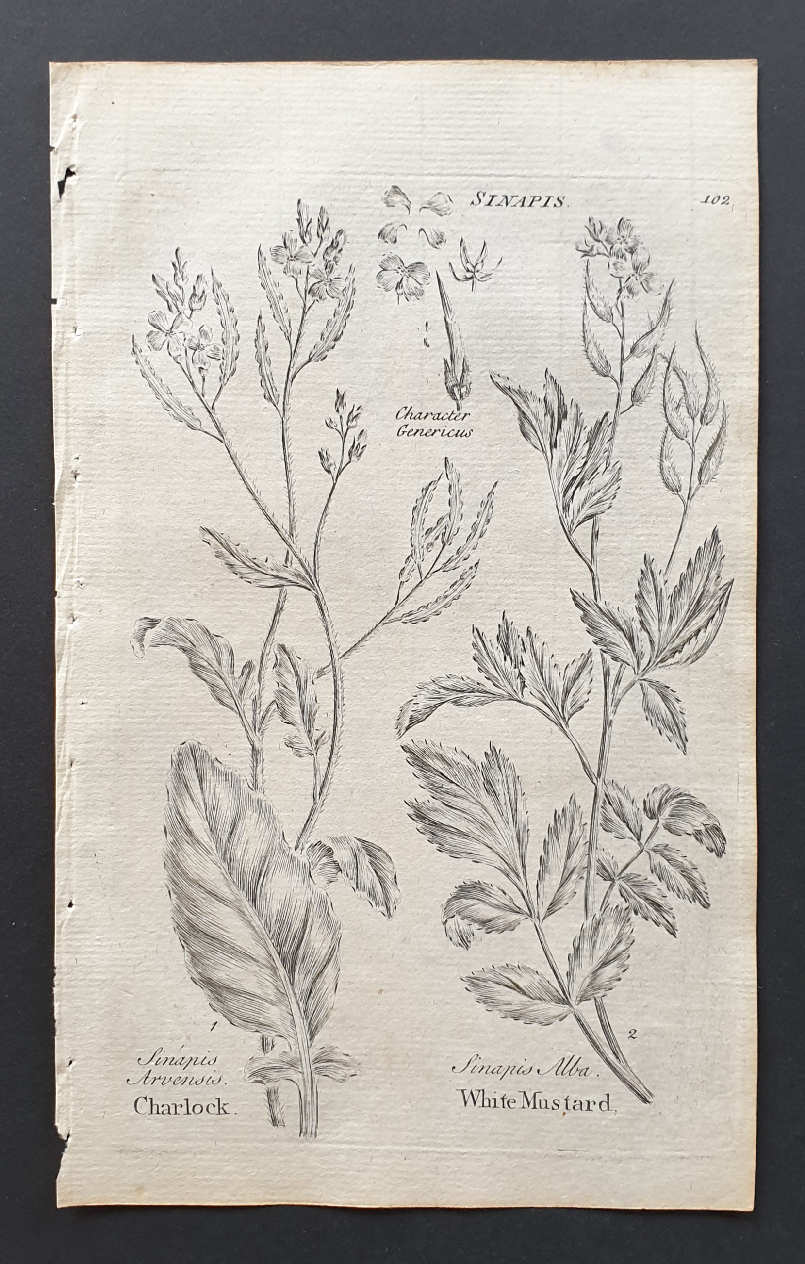 Charlock and White Mustard 102 Original 1802 Culpeper engraving