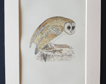 White Owl - Original 1891 hand coloured bird print in mount