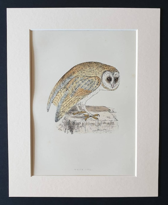 Original 1891 hand coloured bird print in mount - White Owl