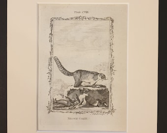 Brown Coati - Original 1791 Buffon print in mount