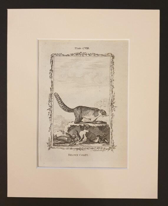 Brown Coati - Original 1791 Buffon print in mount