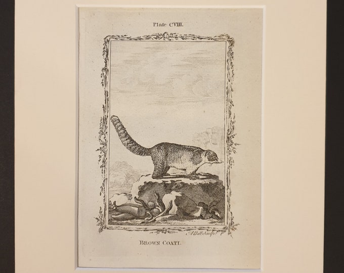 Brown Coati - Original 1791 Buffon print in mount
