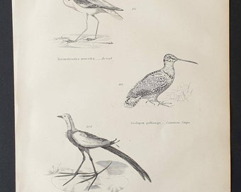 Wading Birds - Original c1860's Museum of Natural History print