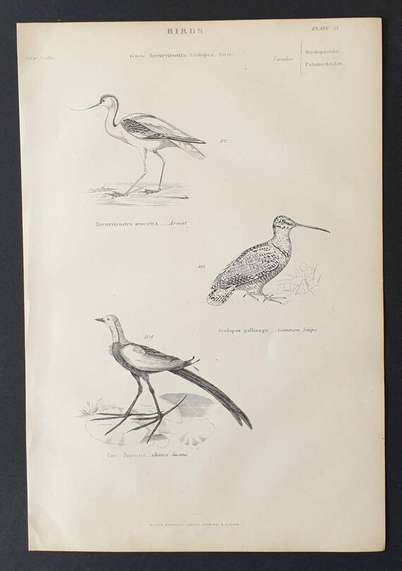 Original c1860's Museum of Natural History print - Wading Birds