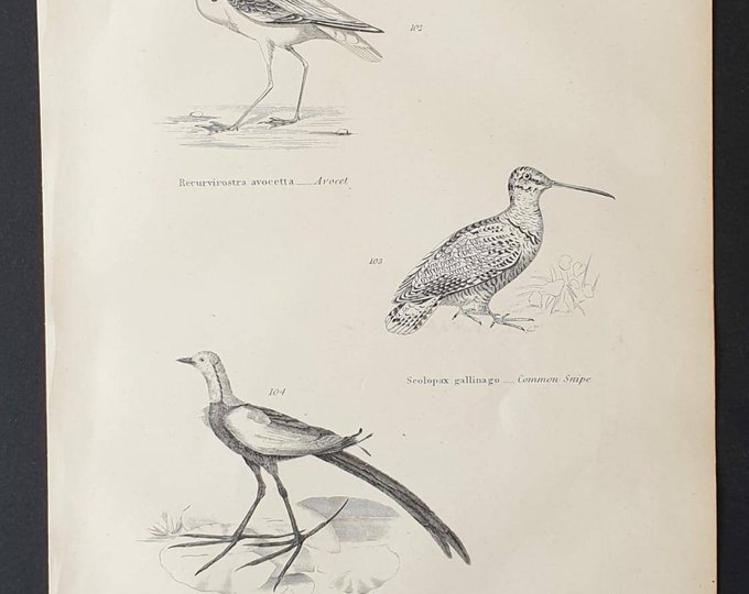Original c1860's Museum of Natural History print - Wading Birds