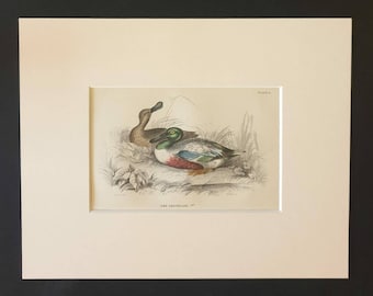 The Shoveller - Original c1840 hand coloured bird print in mount