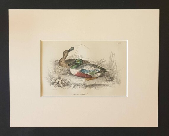 Original c1840 hand coloured bird print in mount - The Shoveller