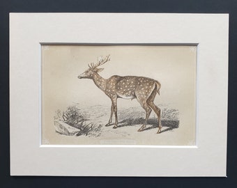 The Fallow Deer - Original 1851 John Tallis woodblock print
