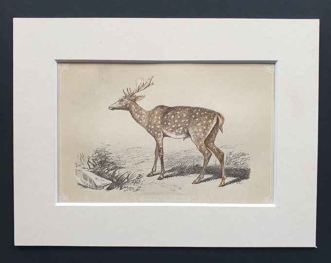 The Fallow Deer - Original 1851 John Tallis woodblock print