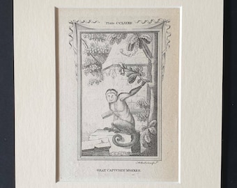 Gray Capucin Monkey - Original 1791 Buffon print in mount
