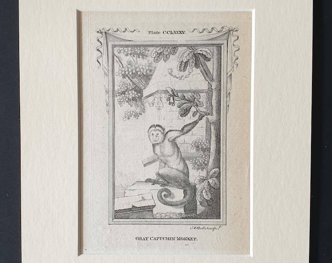 Original 1791 Buffon print in mount - Gray Capucin Monkey