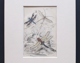 Varieties of Dragonfly - Original c1860 hand coloured insect print in mount