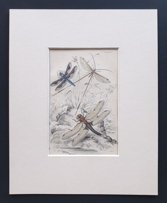 Varieties of Dragonfly - Original c1860 hand coloured insect print in mount