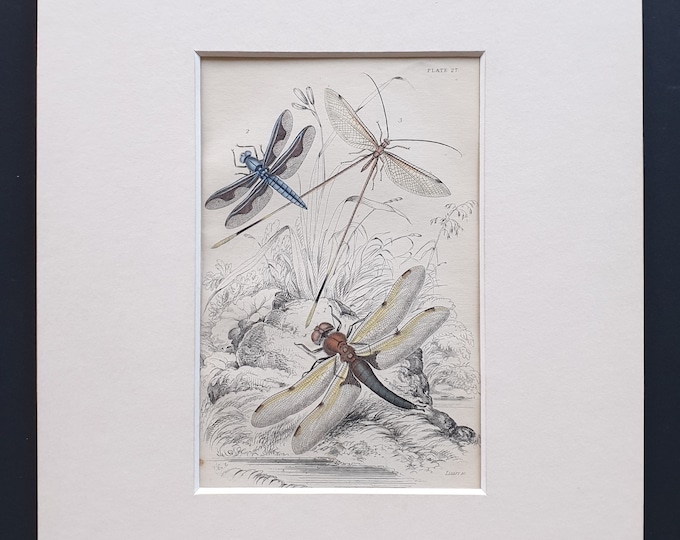 Varieties of Dragonfly - Original c1860 hand coloured insect print in mount