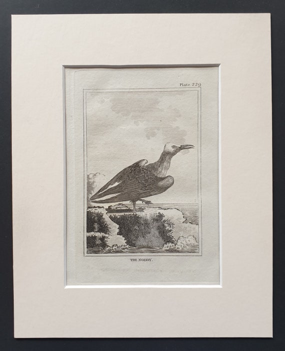 The Noddy -  Original 1812 Buffon print in mount (229)