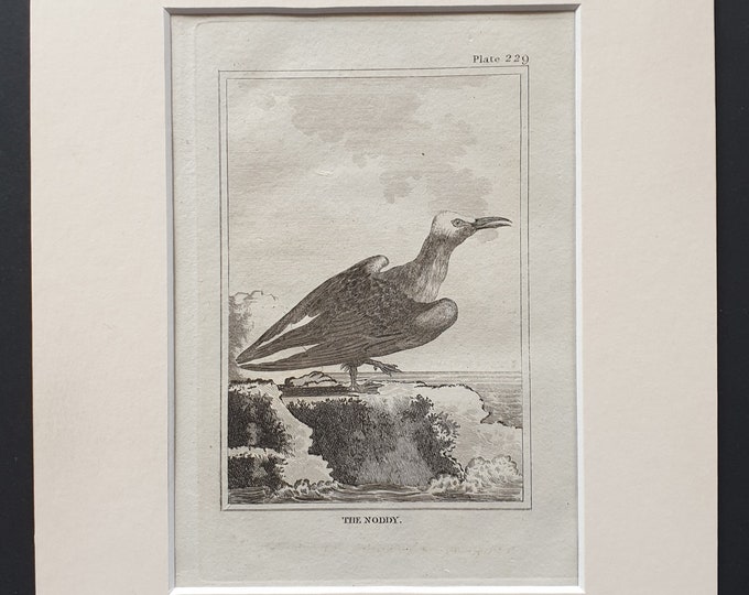 The Noddy -  Original 1812 Buffon print in mount (229)