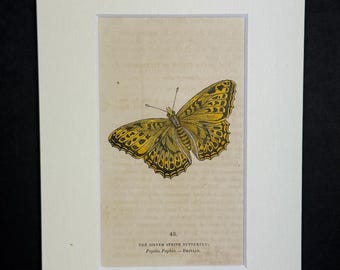 The Silver Stripe Butterfly - Original 1832 Hand Coloured Antique Print