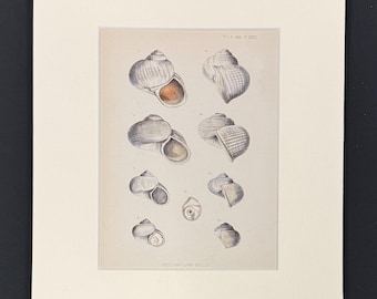 Socotran Land Shells - Original 1880s Sowerby's Book of Shells Print