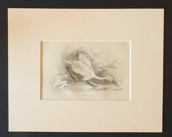 Little Egret - Original c1840 hand coloured bird print in mount