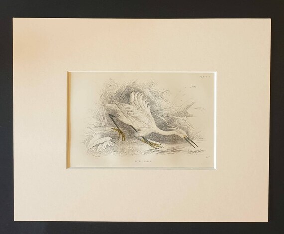 Original c1840 hand coloured bird print in mount - Little Egret