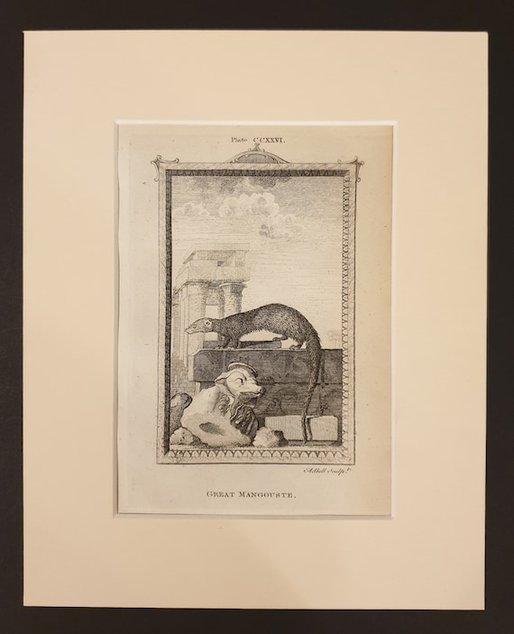 Great Mangouste - Original 1791 Buffon print in mount
