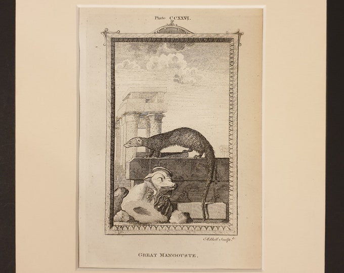 Great Mangouste - Original 1791 Buffon print in mount