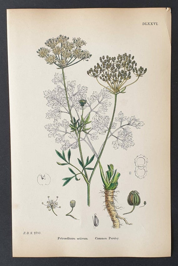 Original 1863 hand coloured botanical print - Common Celery