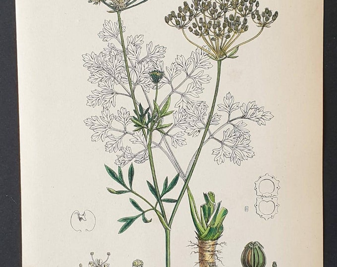 Original 1863 hand coloured botanical print - Common Celery