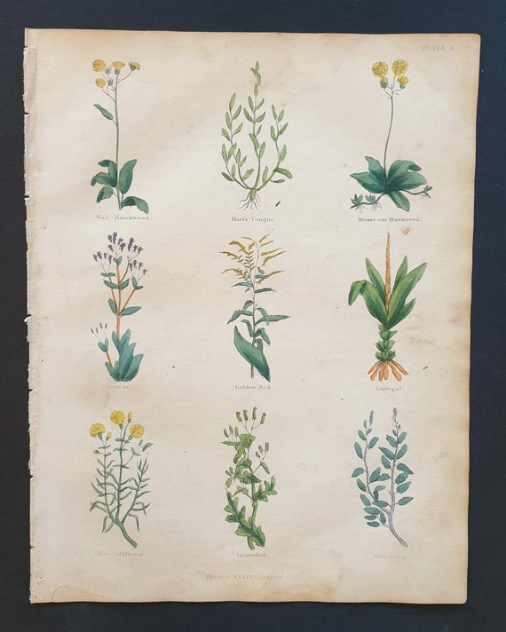 Original hand coloured 1850 Nicholas Culpeper herbal print - Plate 9