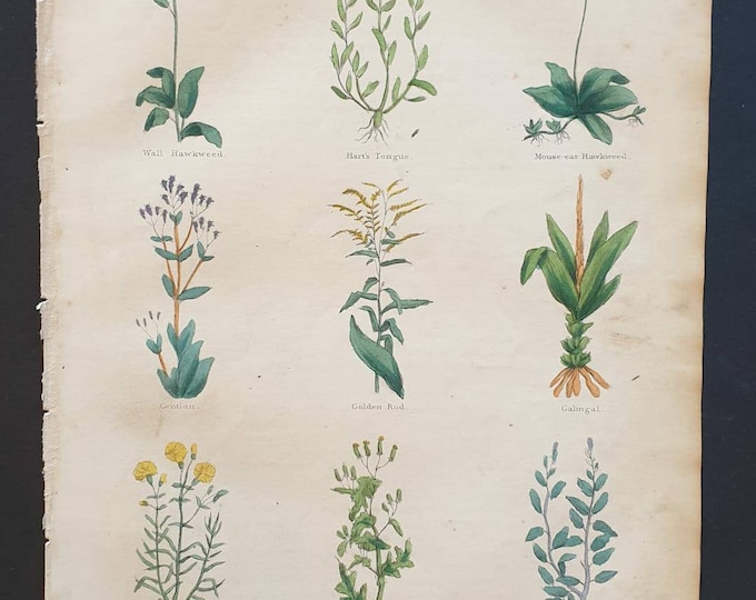 Original hand coloured 1850 Nicholas Culpeper herbal print - Plate 9