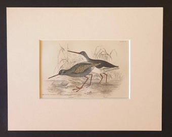 The Dusky Totanus - Original c1840 hand coloured bird print in mount