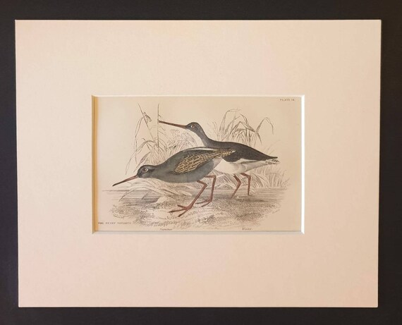 Original c1840 hand coloured bird print in mount - The Dusky Totanus
