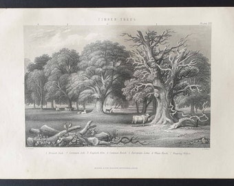 Timber Trees - Original 1877 The Vegetable Kingdom engraving