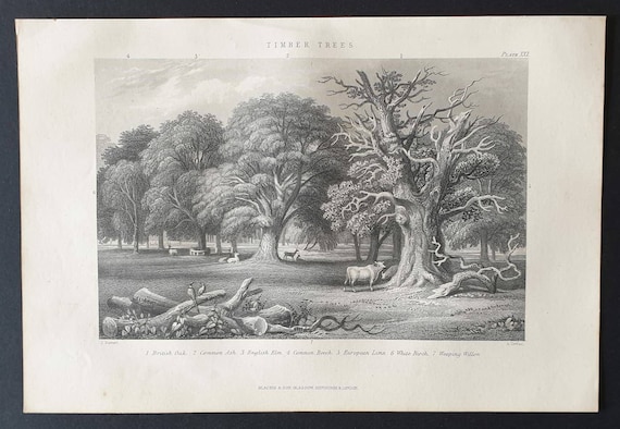 Original 1877 The Vegetable  Kingdom engraving - Timber Trees